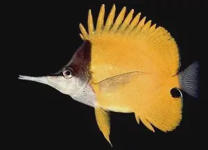 Рыбы-бабочки