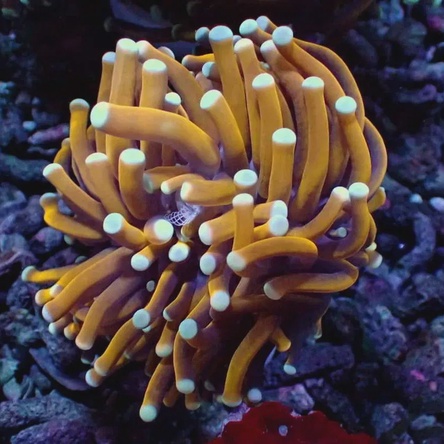 Крупнополипные кораллы Эуфиллия / Euphyllia sp.