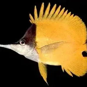 Бабочка - жёлтый пинцет / Forcipiger flavissimus