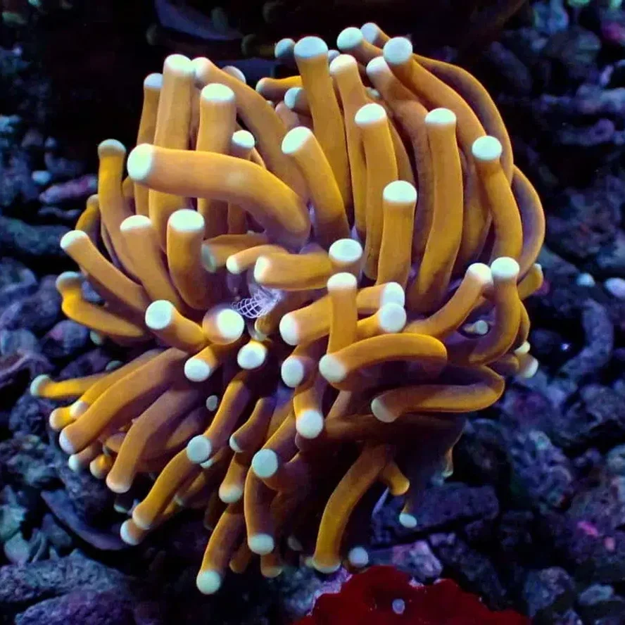 Эуфиллия факельная/ Euphyllia glabrescens