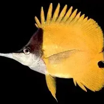 Бабочка - жёлтый пинцет / Forcipiger flavissimus