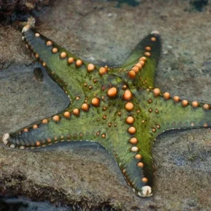 Звезда пентацерастер/Pentaceraster sp.