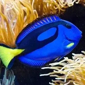 Paracanthurus hepatus / Голубой королевский хирург