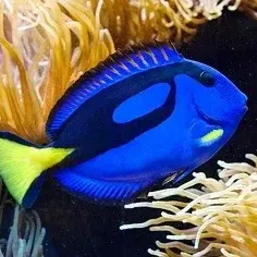 Paracanthurus hepatus / Голубой королевский хирург