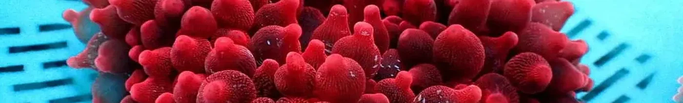 4bd5467e-0867-45f0-8cd8-7b500b01b6fa-347 - $90.00.jpg