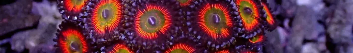 32ed2953-0bac-4661-b689-8b3218443c79-299 - $ 73.00.jpg