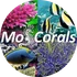 "MosCorals" — это интернет-магазин морской аквариумистики, предлагающий разнообразных морских рыб со всего мира. Мы создаем для вас уникальный уголок.